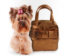 handbag Camomilla a/i 2013 14
